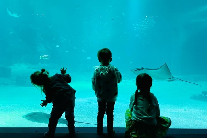 Nausicaá, the national sea center, is a discovery center for the marine environment, opened in 1991 in Boulogne-sur-Mer in the north of France. It has the largest aquarium in Europe which ranks it fifth in the world hierarchy
